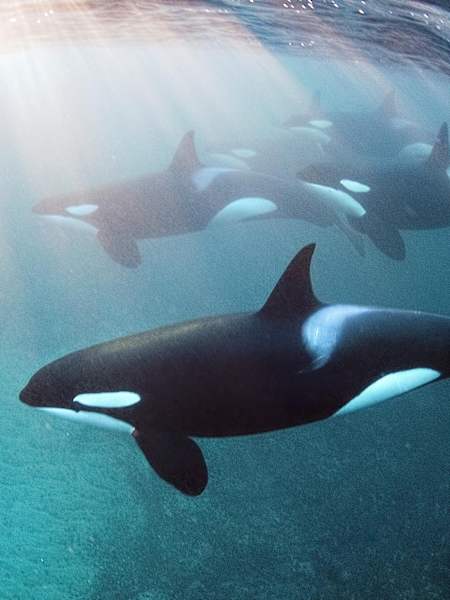 Underwater photograph shot by freediver Jacques de Vos while diving with orcas in Lofoten, Norway.