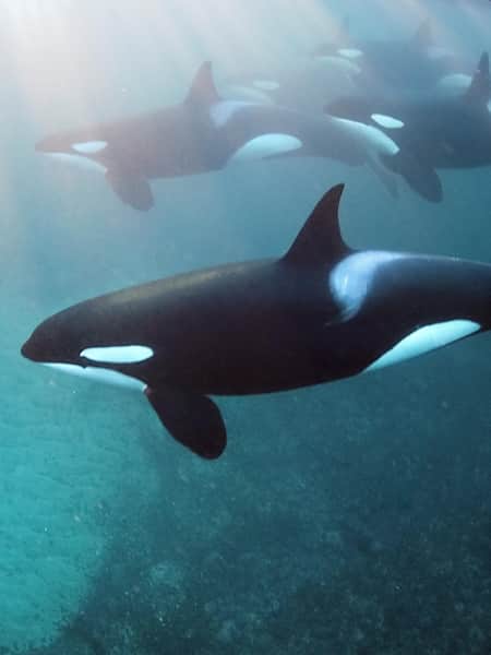 Fotografia subaquática de um grupo de orcas - foto tirada por Jacques de Vos em Lofoten, Noruega
