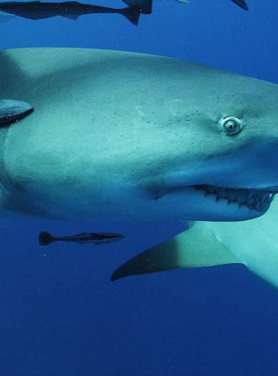 Nobody has ever managed to film or witness great white sharks breeding