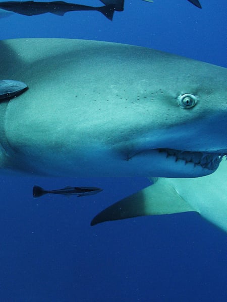 Diver swimming with Great White Sharks.