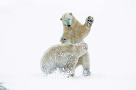 Two polar bears fighting in the snow.