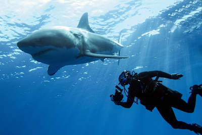 Steve Backshall diving with a shark