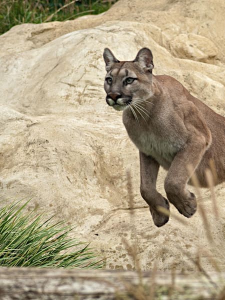 How to face a predator in the wild and survive