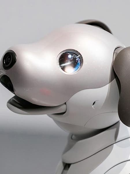 Robots Patos perros y quitanieves