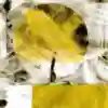 RBMASP Outro Tempo
