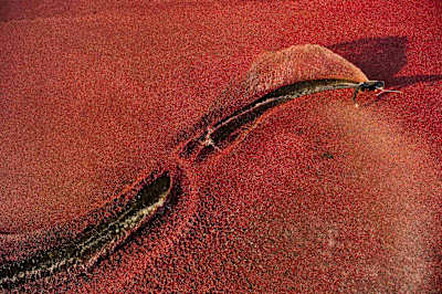 Ben Horan wakeskating through a sea of cranberries in a photograph shot by Ryan Taylor.