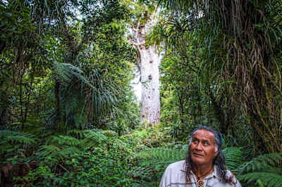 Tane Mahuta is a giant kauri tree in the Waipoua Forest.
