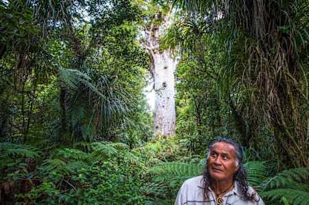 Giant kauri tree in New Zealand.