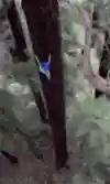 Chris Sharmaklatre op af et Redwood træ
