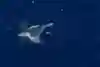 A humpback whale joins the party A humpback whale joins the party