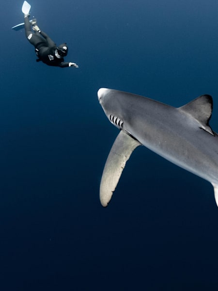 Marianne Aventurier taucht vor den Azoren mit einem Blauhaie