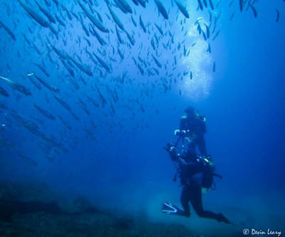 Scuba Divers as seen underwater Terceira island in the Azores.