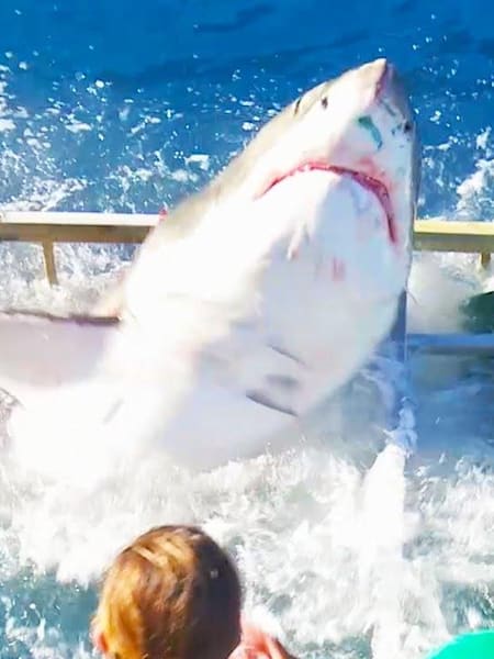 A shark leaps into a cage with someone inside it