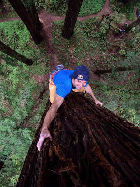 Escalada libre a una secuoya de Chris Sharma