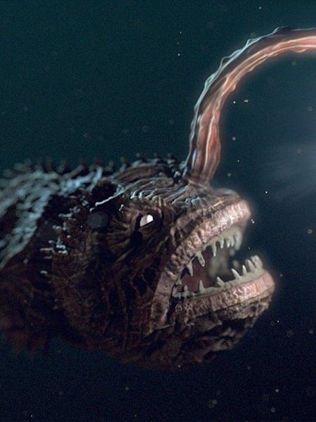 Ein legendärer Bewohner der Tiefen: Der Anglerfisch