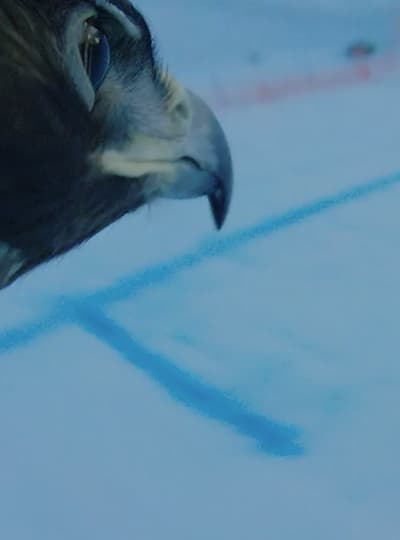 La pista de Hahnenkamm... ¡a los ojos de un águila!