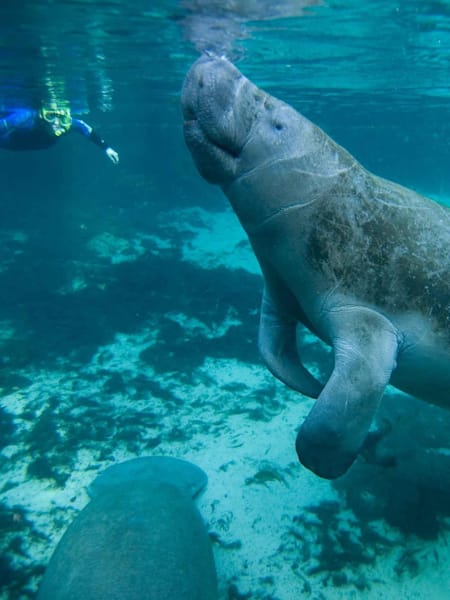 Manatees are known as sea cows due to their large size and idle nature