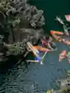 Rhiannan Iffland dives from 20 metres during the 2025 Red Bull Cliff Diving World Series first stop at the picturesque Small Lagoon in El Nido, Philippines