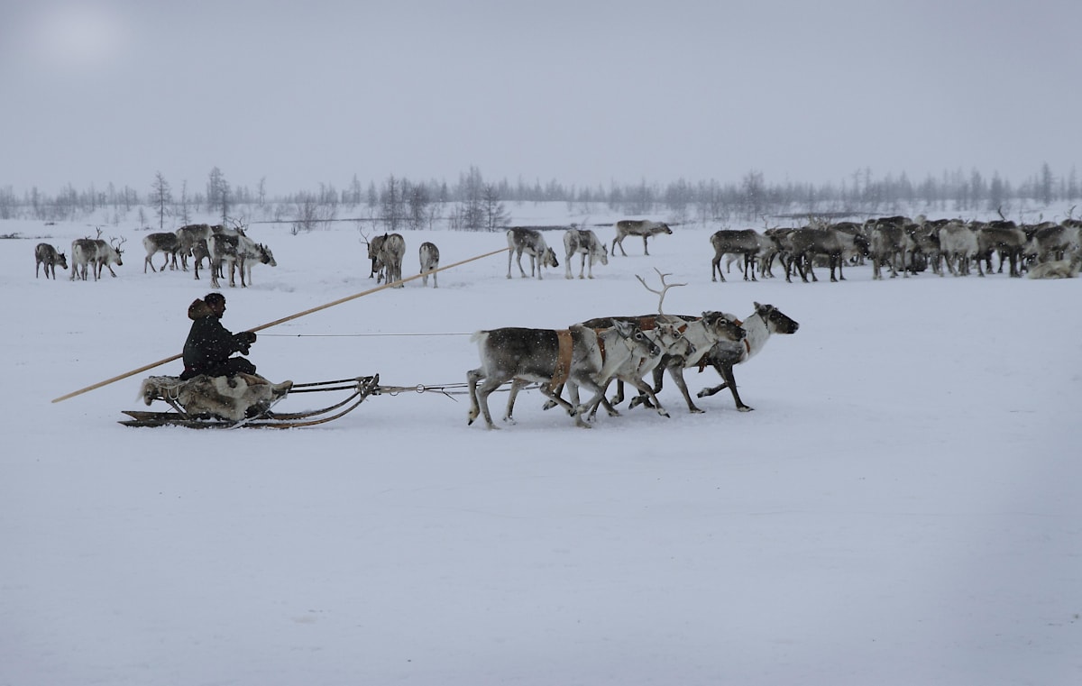 Nomadic Nenets reindeer herder riding a sled towed by reindeers.