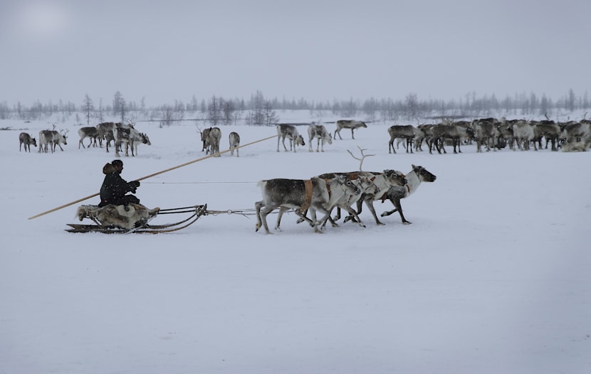 Los nómadas Nenet tiran de trineos de renos en la fría Siberia