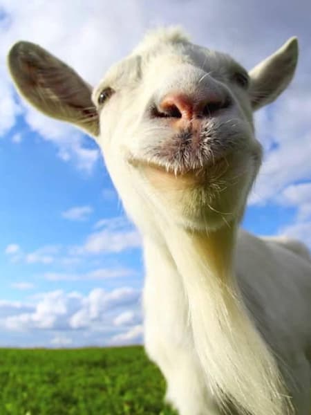 Goat Simulator est un jeu vidéo de simulation déjanté !