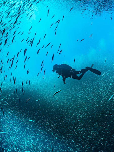 Scuba diver swims among fish