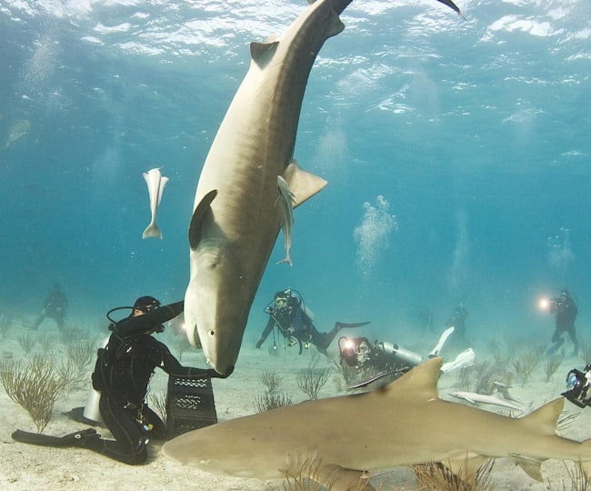 Mit Haien Schwimmen Kein Problem Red Bull Adventure
