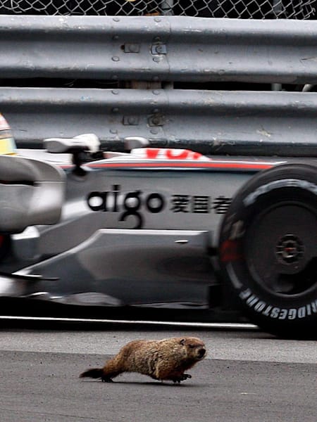 F1 2012 Mercedes marmotta