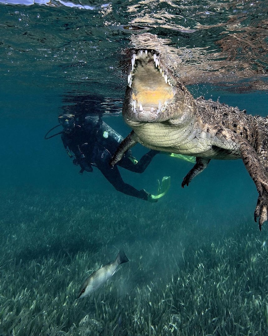 Scuba Diving Cuba Swimming With Crocs And Sharks