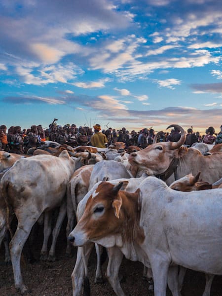 Los toros listos para el ritual.