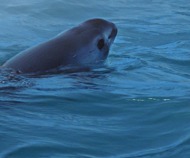 Filmes de 'rápido impacto' provocam mudanças no