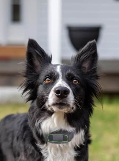 SpotOn: Collar para perros tecnología