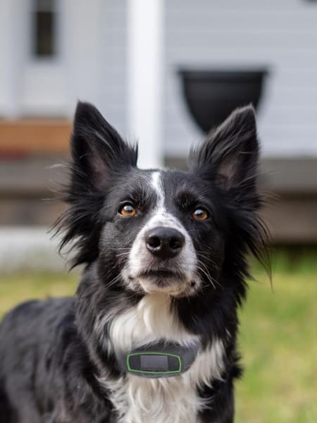 A dog wearing the SpotOn Virtual Smart Fence collar.