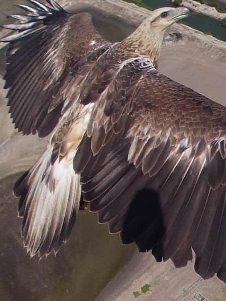 Dronetagram contest winner 2014 of an Eagle flying in Bali Barat National Park in India