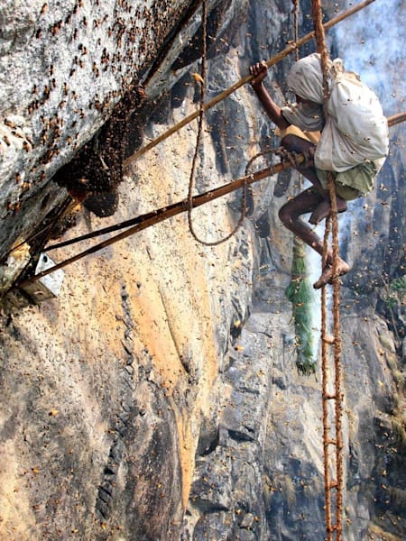 Risquer sa vie pour du miel indien au Tamil Nadu