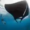 Manta vatozuyla yüzmek...