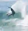 Julian Wilson lays down a mean J-Bay groove