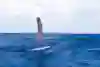 Foiling across the deep blue sea Foiling across the deep blue sea