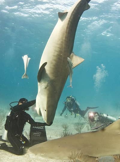 6 favoriete haaien van duikers
