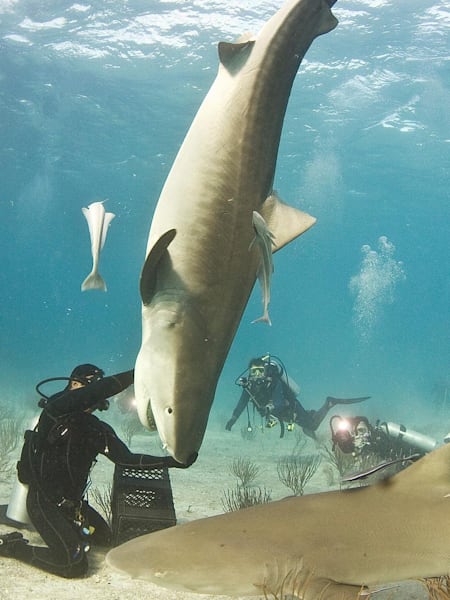 Diver Eli Martinez plays with a tiger shark called Emma in the water off Grand Bahama.