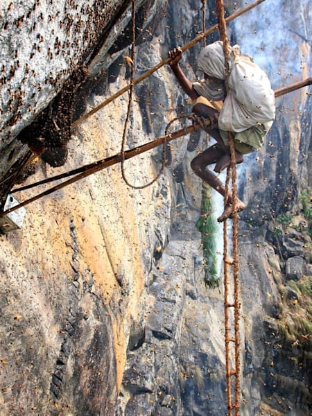 Indian nest hunters risking their life.