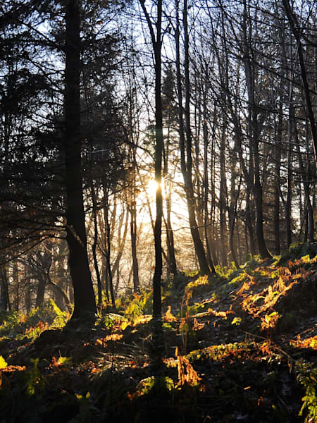Glentress Mountain Bike Trails