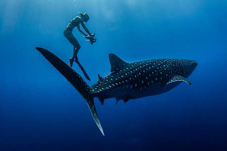 La réalisatrice et apnéiste Julie Gautier est une référence internationale du film sous-marin.
