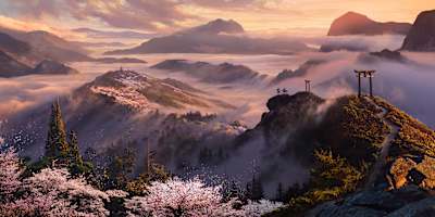 Las ilustraciones de Assassin's Creed Sombras muestran la ladera de una montaña con niebla al fondo y cerezos en flor en primer plano.