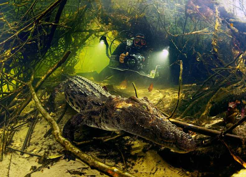 Scuba Diving With Crocodiles