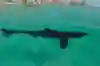 全長8mのウバザメ