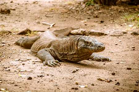 Hier ist die Heimat des Komodowarans, eine der giftigsten Echsen der Welt