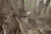 Competitor climbs across log in forest stream in Race the Planet Patagonia.