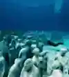 Taucher erkundet den Unterwasser-Skulpturenpark