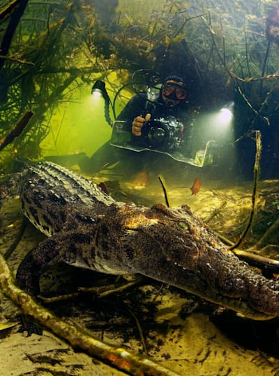 Scuba Diving With Crocodiles